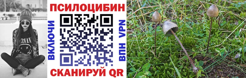 закладка  Нижнекамск  Галлюциногенные грибы прущие грибы 